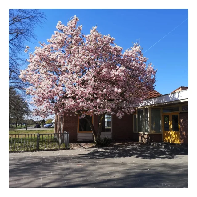 Genieten van ons mooie plein 🌷🌳Wat stond vorige week alles toch mooi in bloei en wat kunnen we daarvan genieten! Deze week zien we dat de witte en roze bloesem zich langzaam begint in te ruilen voor groen.🔆 Gelukkig konden we ook vandaag weer gewoon heerlijk buiten spelen zonder jas! Voetballen, in de zandbak spelen of het dansje oefenen van de koningsspelen, het kan allemaal!Kennen jullie het dansje van de koningsspelen al? #lentetuin #schoolheerenveen #Noorderbasis #koningsspelen2025