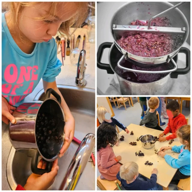 Druivensap maken 🍇Deze week gingen de kinderen van groep 1/2 druiven plukken in de tuin. Van die druiven gingen ze zelf samen druivensap maken. Dat zijn nog eens avonturen en het sap was heerlijk! #Noorderbasis #christelijkonderwijs #schoolmetdebijbel #druivensapmaken