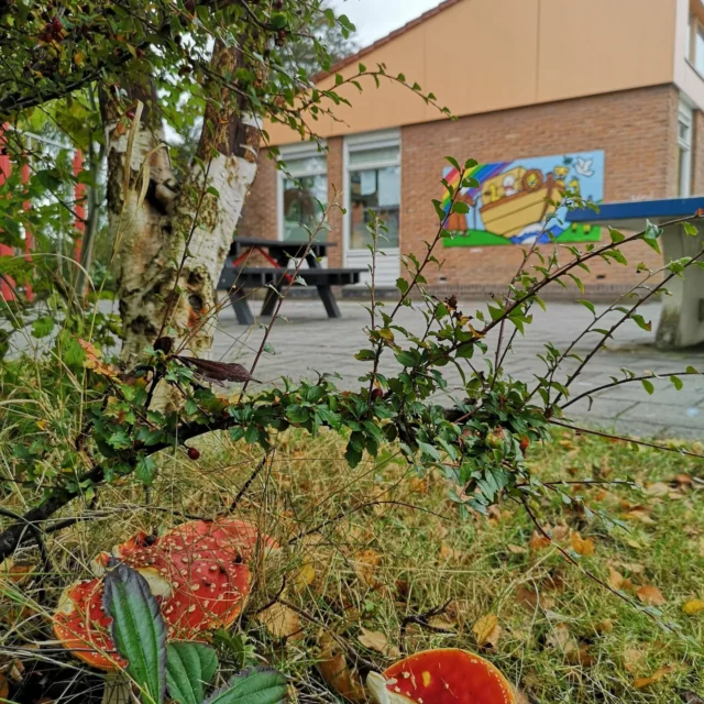 Herfstvakantie 🍁🍄Rode paddestoelen, gekleurde herfstbladeren die van de bomen dwarrelen... het is echt herfst rondom de school. Wij wensen jullie allemaal een fijne herfstvakantie en kijken er naar uit jullie volgende week allemaal weer terug te zien op school.Speel, rust uit, ontmoet en geniet!